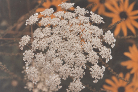 scan0022.tif